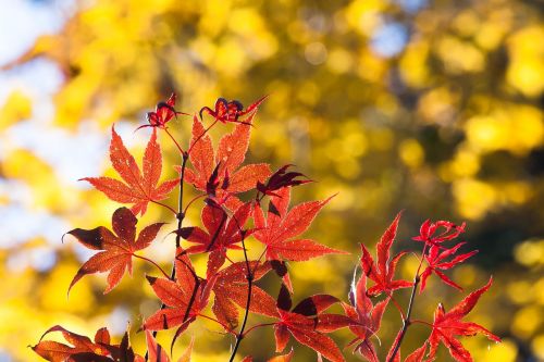 maple autumn leaf
