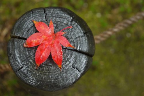 maple fall leaf