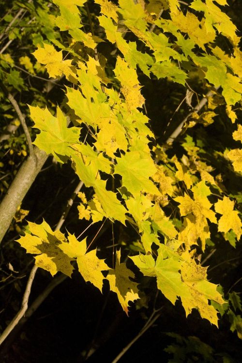 maple golden light