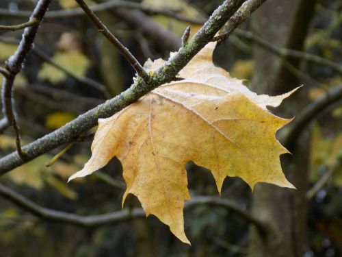 maple leaf yellow