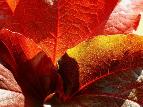 maple maple leaf leaf