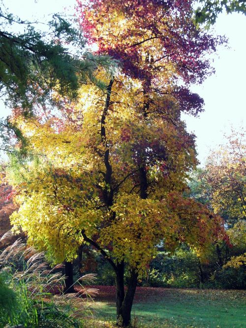 maple autumn landscape