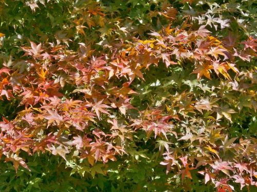 maple autumnal leaves maple leaf