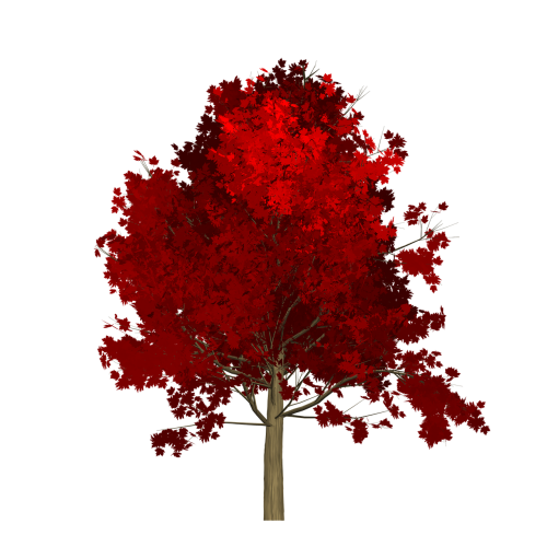 maple tree red