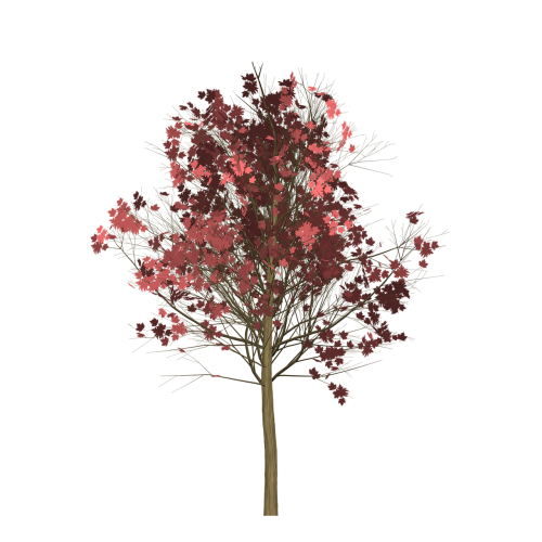 maple tree red