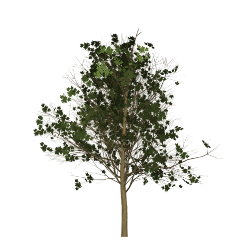 maple tree painted tree