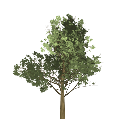 maple tree painted tree