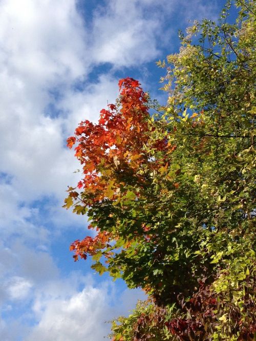 maple autumn leaves