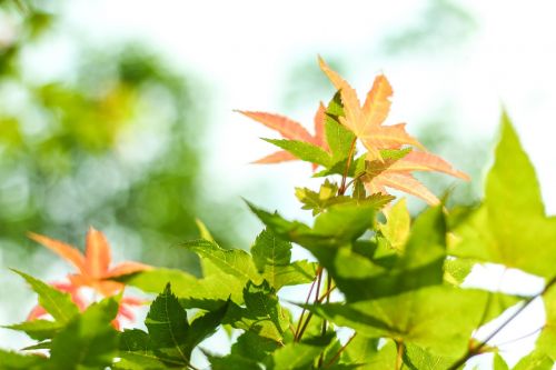 maple nature green leaves