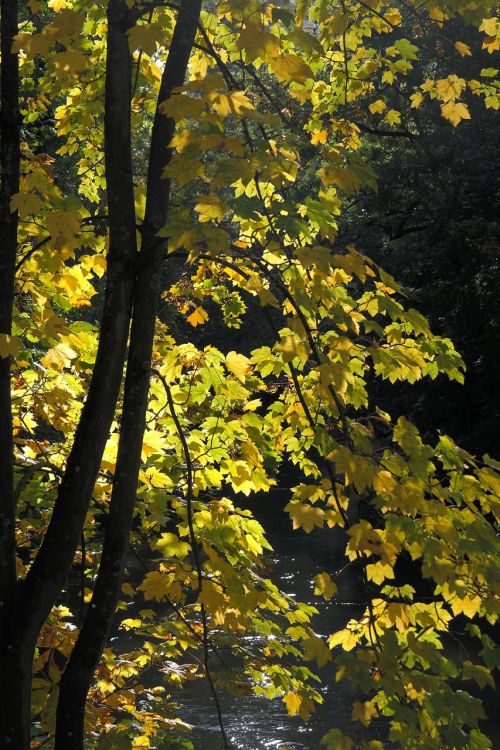 maple autumn color