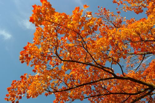 maple branches autumn