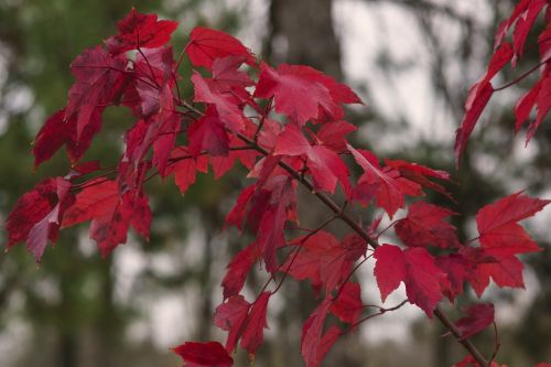 maple leaves maple leaves