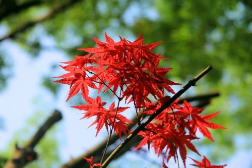 maple the leaves red