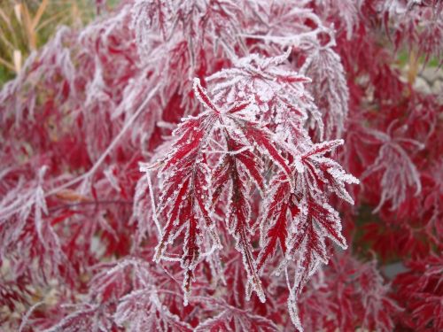 maple trees winter