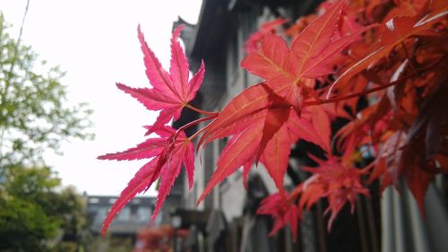 maple red red leaves