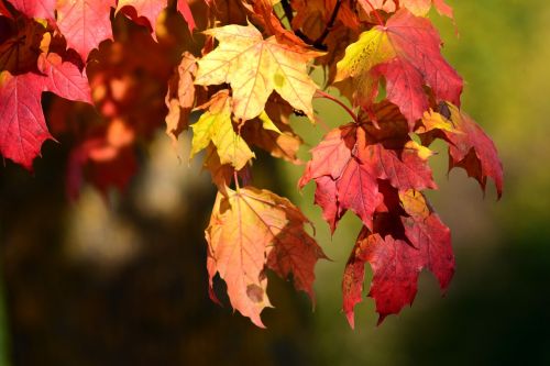 maple leaves autumn