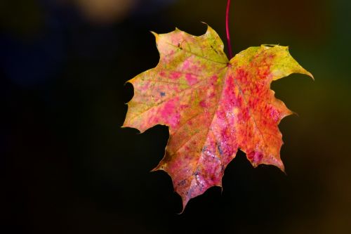 maple leaves autumn