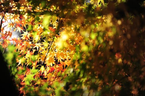 maple light autumnal leaves