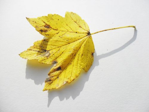 maple autumn leaf sheet