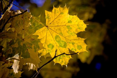 maple leaf maple leaves