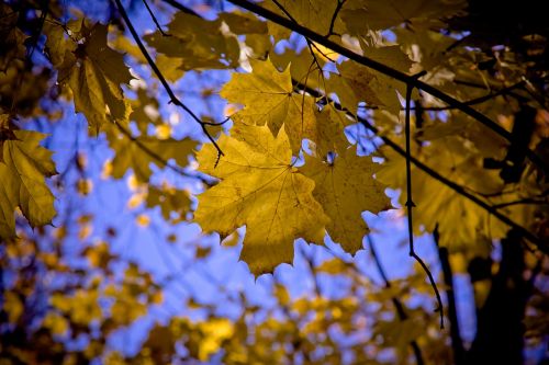 maple leaf maple leaves