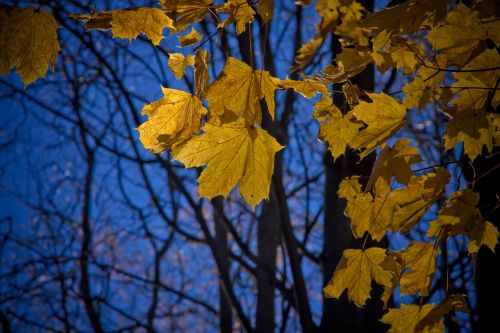 maple leaf maple leaves