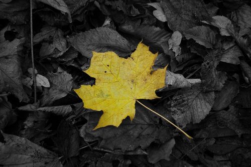 maple leaf yellow