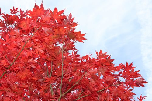 maple red leaves