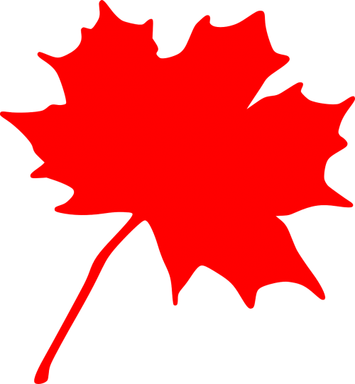 maple red leaf