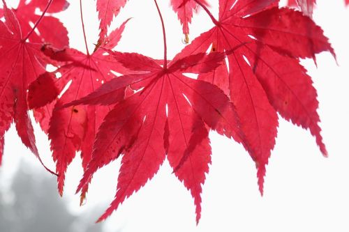 maple leaf red
