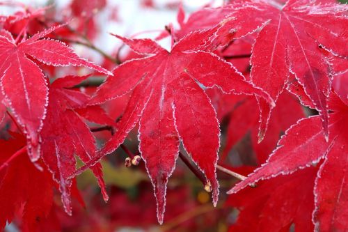 maple leaf frost