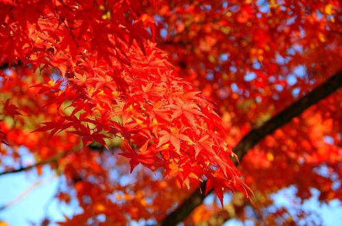 maple autumn autumnal leaves