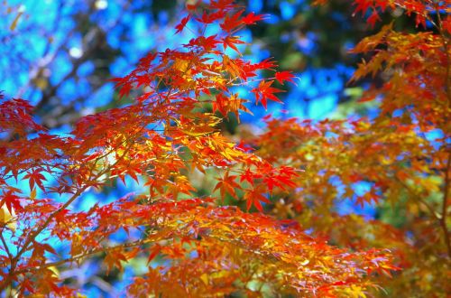 maple autumn autumnal leaves