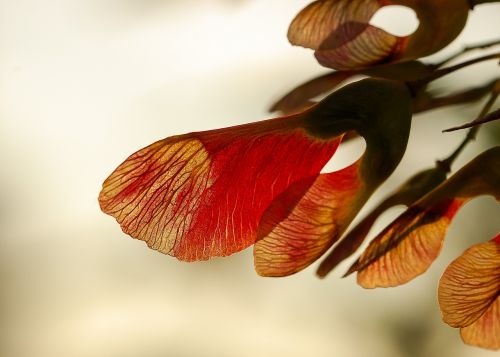 maple seeds sunrise