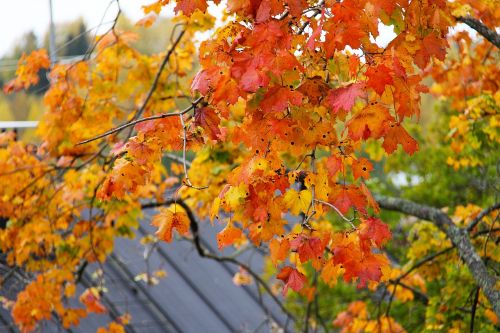 maple leaves autumn