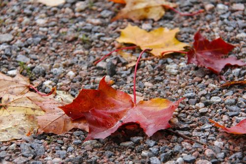 maple leaves autumn