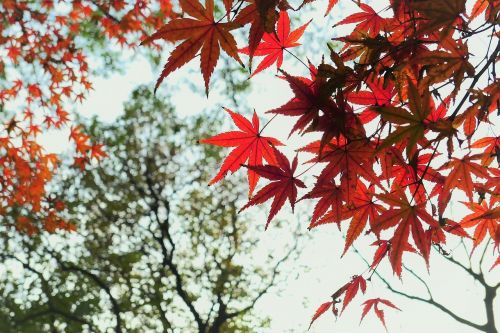 maple orange fall