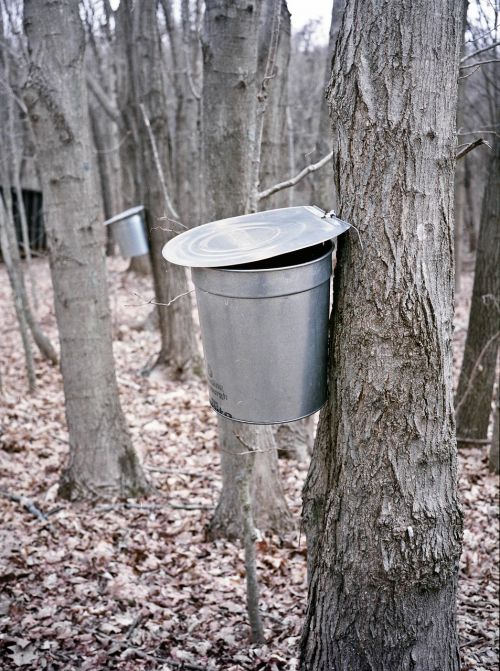 maple bucket extraction