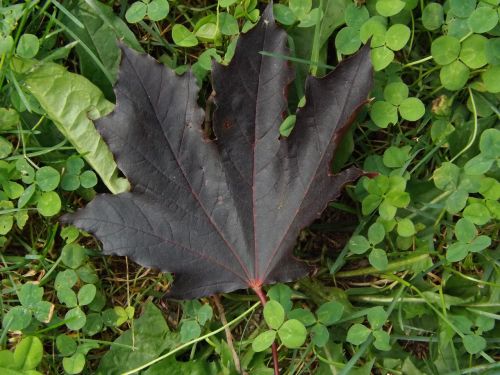 maple leaf summer