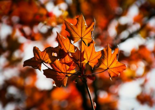 maple maple leaves autumn