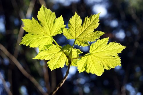 maple maple leaves leaves