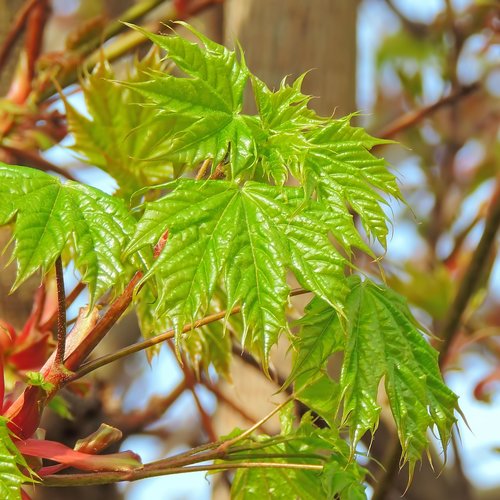 maple  leaf  plant