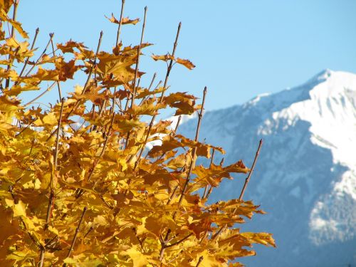 maple autumn leaf