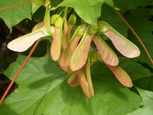 maple  leaf  plant