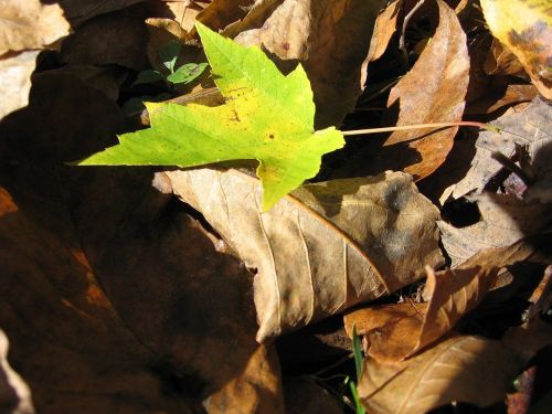 maple leaf plant