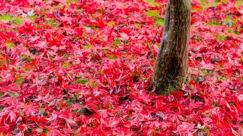 maple  red  autumn