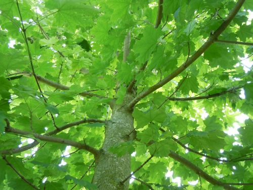 maple tree nature