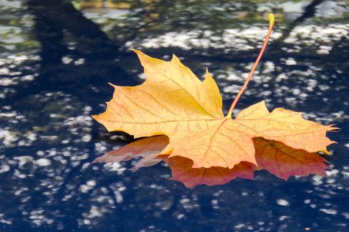 maple  leaf  fall