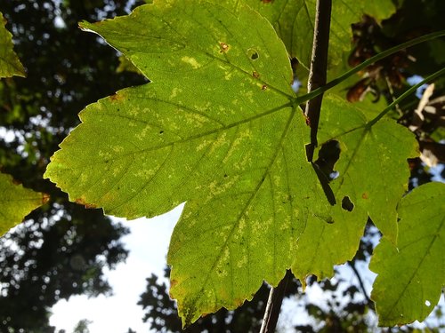 maple  leaf  tree