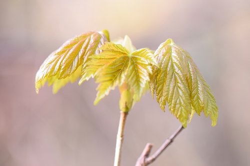 maple  spring  nature